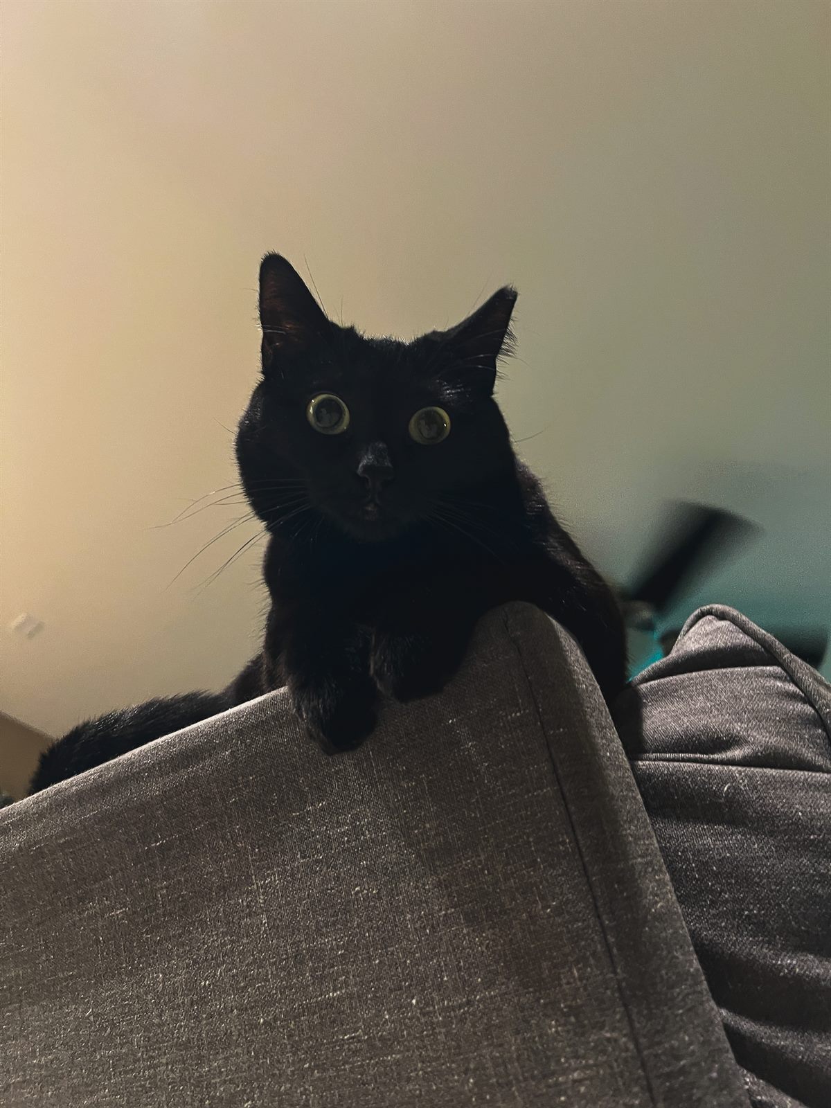 mimi hanging over a chair being a cute black cat