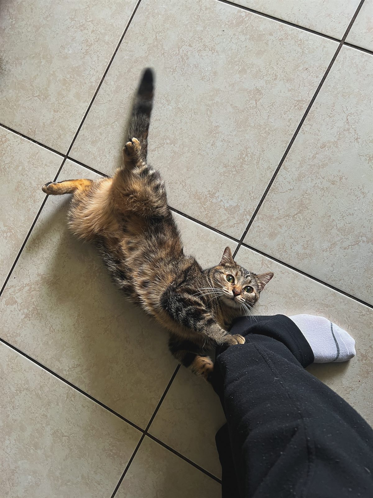 cat frisky who is stripey and cute is locked onto my foot with her little tummy out because she's an attack sharkcat