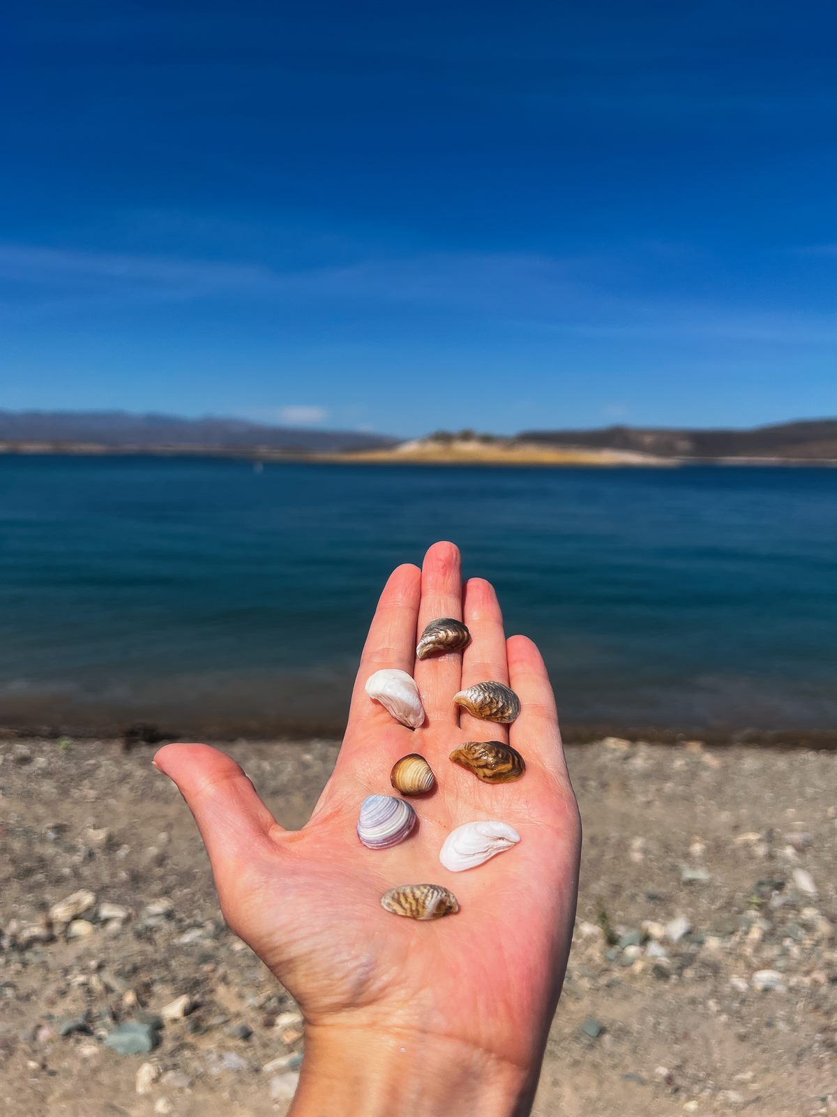 shells on my hand at the lake with my sister